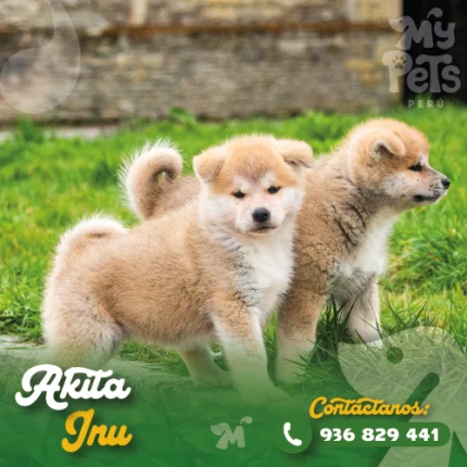 AKITA INU