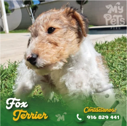FOX TERRIER