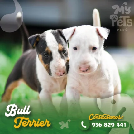 BULL TERRIER