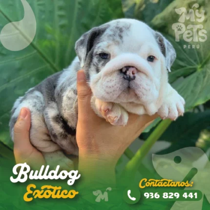 BULLDOG INGLES EXOTICO
