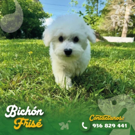 BICHON FRISE
