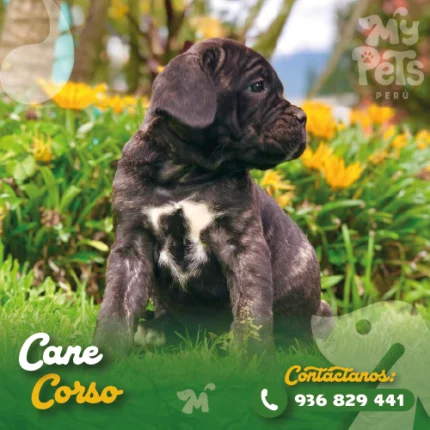 CANE CORSO