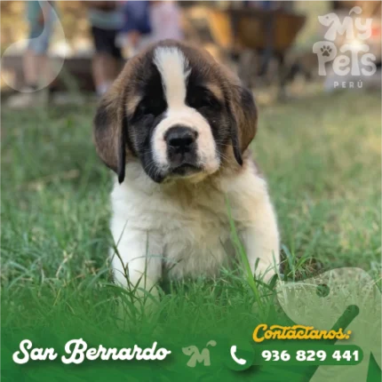 SAN BERNARDO