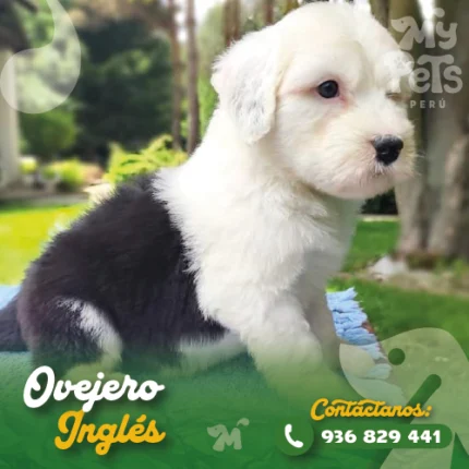 OVEJERO INGLES