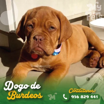 DOGO DE BURDEOS