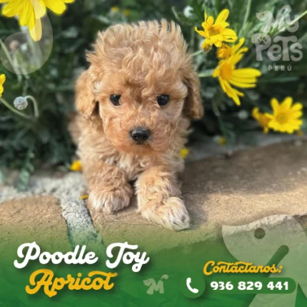 POODLE TOY APRICOT