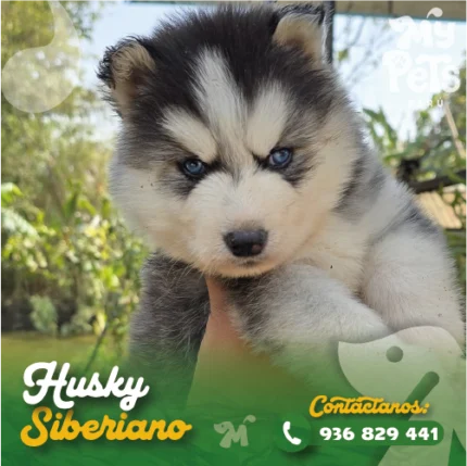 HUSKY SIBERIANO