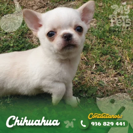 CHIHUAHUA