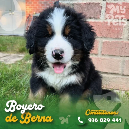 BOYERO DE BERNA