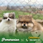 Cachorro Pomerania en Lima, precio del pomerania y características de la raza