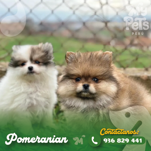 Pomerania en Lima – Precio y cachorros disponibles Cachorro Pomerania en Lima, precio del pomerania y características de la raza