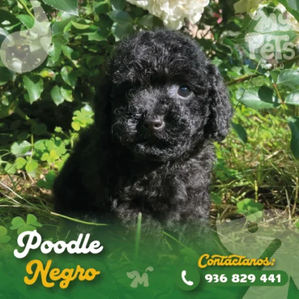 POODLE NEGRO