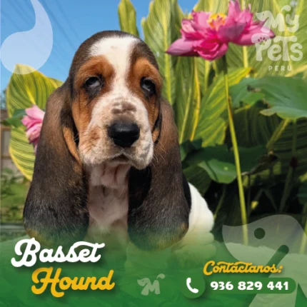 BASSET HOUND