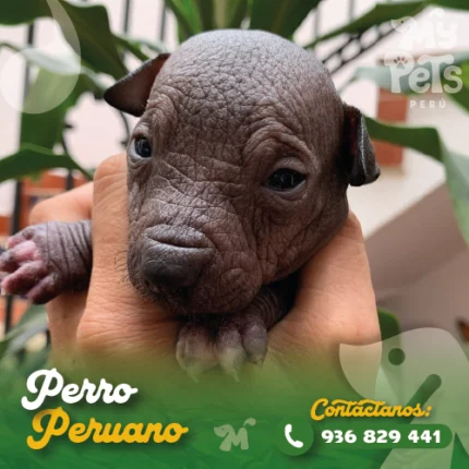 PERRO PERUANO SIN PELO