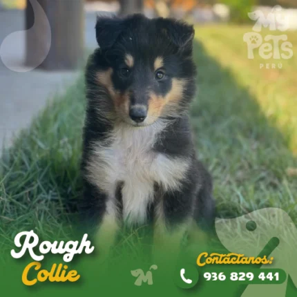 ROUGH COLLIE
