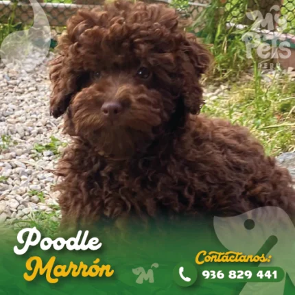 POODLE MARRON