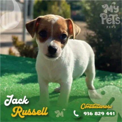 JACK RUSSEL