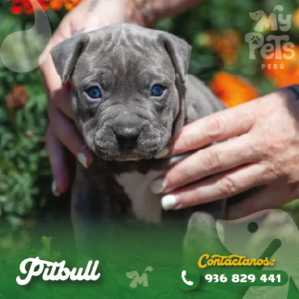 PITBULL