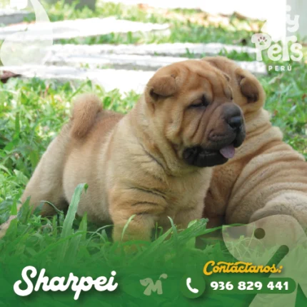 SHAR PEI