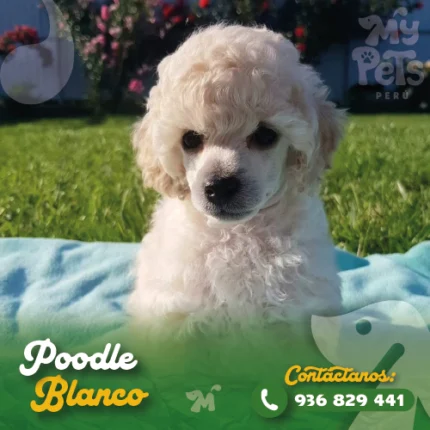 POODLE BLANCO