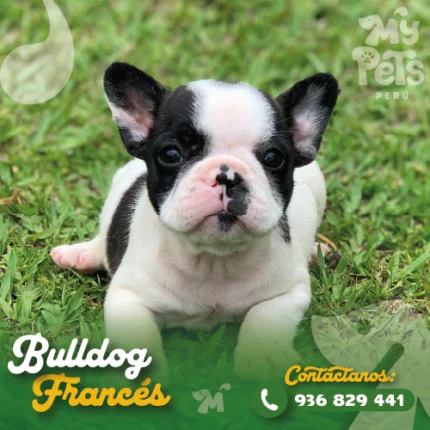 BULLDOG FRANCES