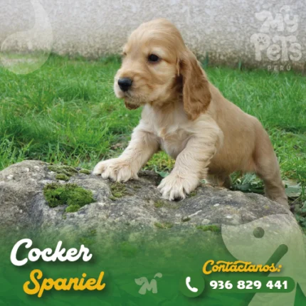COCKER SPANIEL
