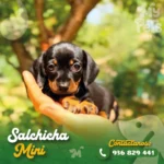 Salchicha mini en Lima, cachorro dachshund miniatura con precio actualizado y fotos reales