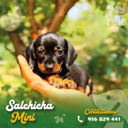Salchicha mini en Lima, cachorro dachshund miniatura con precio actualizado y fotos reales