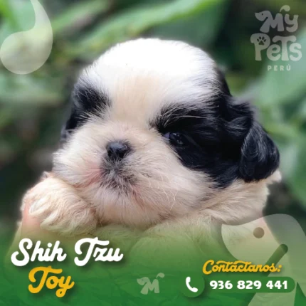 SHIH TZU IMPERIAL TOY
