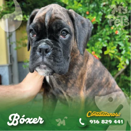 BOXER