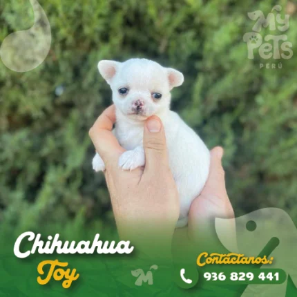 CHIHUAHUA TOY