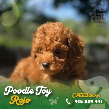 POODLE TOY ROJO