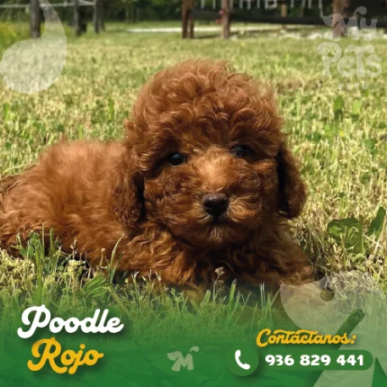 POODLE ROJO