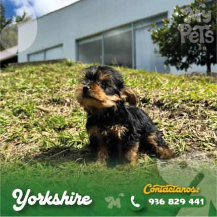 YORKSHIRE