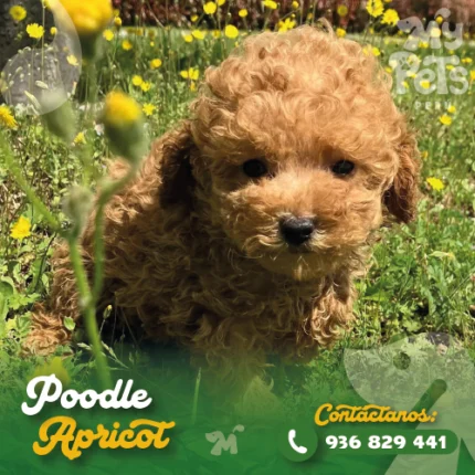 POODLE APRICOT