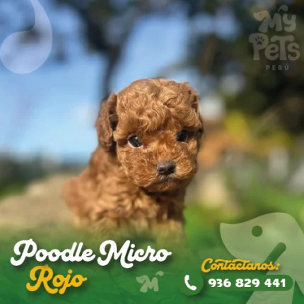Poodle rojo en Lima, cachorro poodle rojo original con precio actualizado y fotos reales