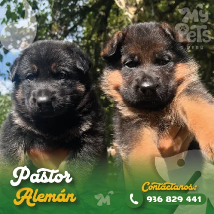PASTOR ALEMAN