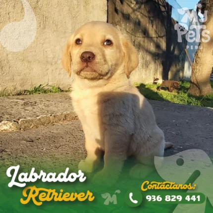 LABRADOR RETRIEVER