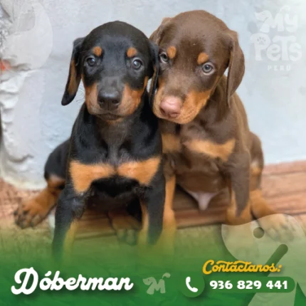 DOBERMAN