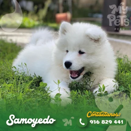 SAMOYEDO