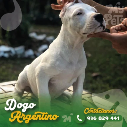 DOGO ARGENTINO