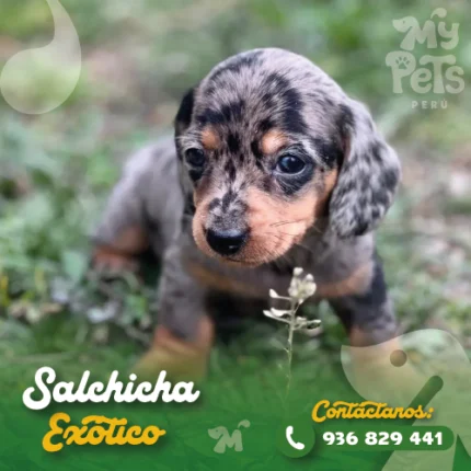 SALCHICHA EXOTICO