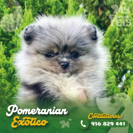 POMERANIA EXOTICO