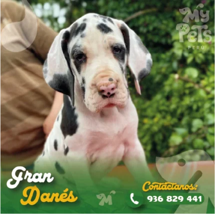 GRAN DANES