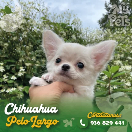 CHIHUAHUA PELO LARGO