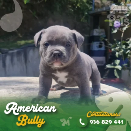 AMERICAN BULLY