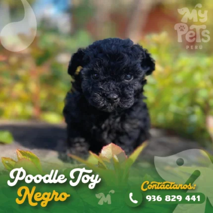 POODLE TOY NEGRO