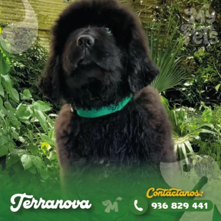 TERRANOVA