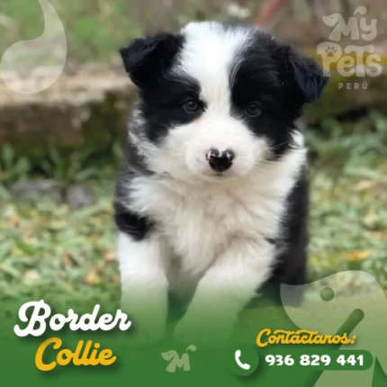 BORDER COLLIE