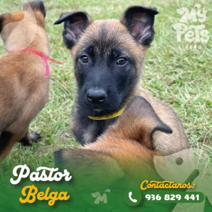 PASTOR BELGA